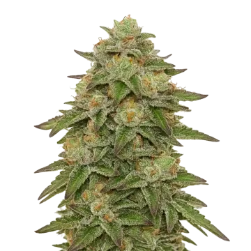 Gelato Auto cannabis plant