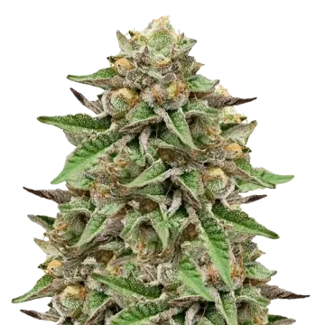 Gelato cannabis plant