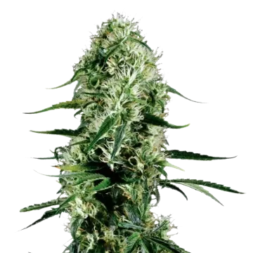 Ghost Train Haze
