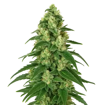 Girl Scout Cookies Auto