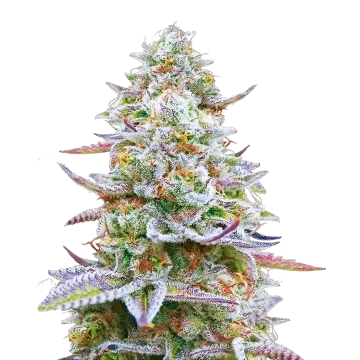 Glitter Bomb cannabis plant