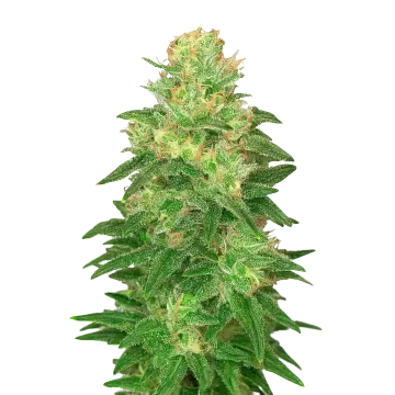 Glookies Auto Cannabispflanze