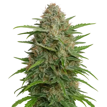 GMO Cookies Auto