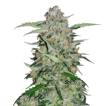 GMO Cookies cannabis plant