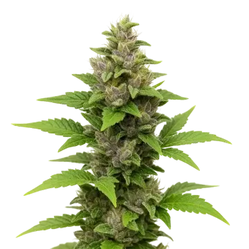 Godfather OG Auto cannabis plant