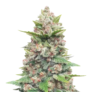 God's Gift cannabis plant