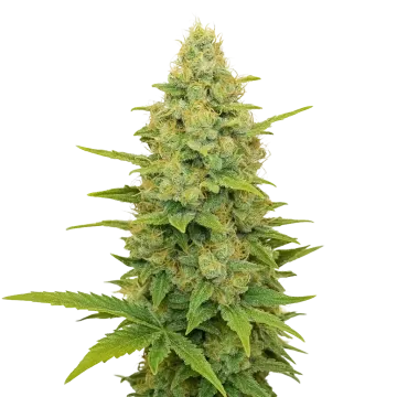 Gold Leaf Auto cannabis plant