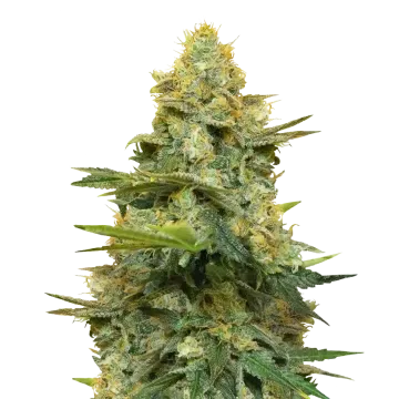 Gold Leaf cannabis plant