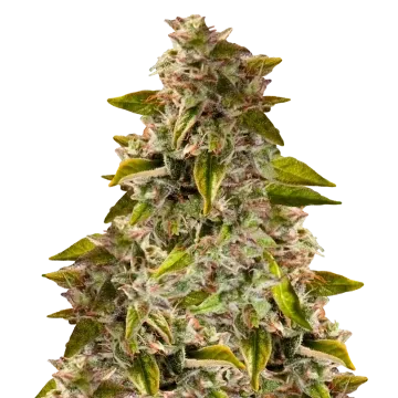 Golden Goat cannabis plant