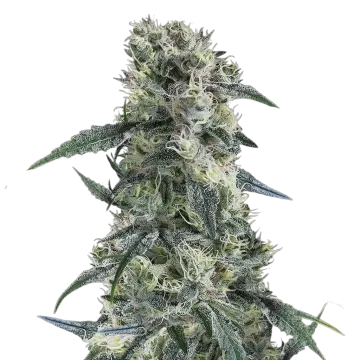 Gorilla Cookies cannabis plant