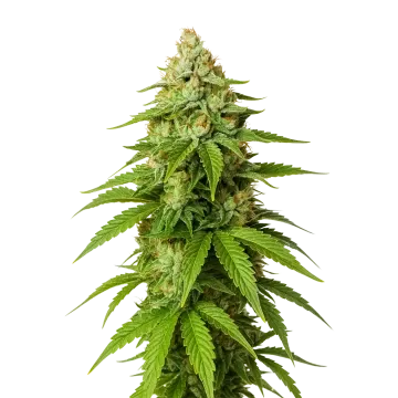 Gorilla Glue Auto