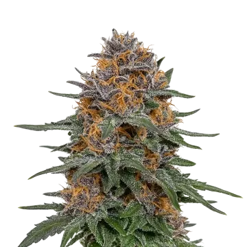 Granddaddy Purple Auto