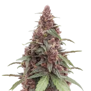 Grandmommy Purple Cannabispflanze