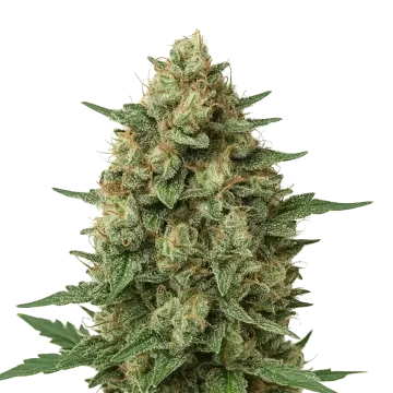 Grape Ape Auto cannabis plant