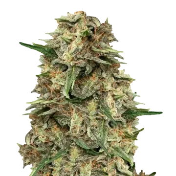 Grape Ape cannabis plant