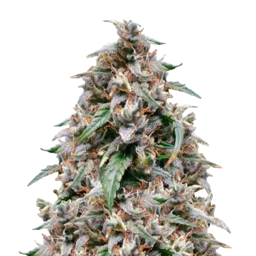 Grease Monkey cannabis plant
