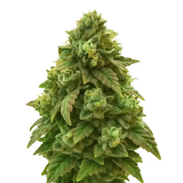 Green Crack Auto cannabis plant
