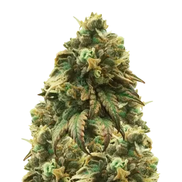 Green Crack