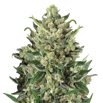 Green Poison cannabis plant