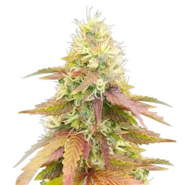 Gumbo cannabis plant