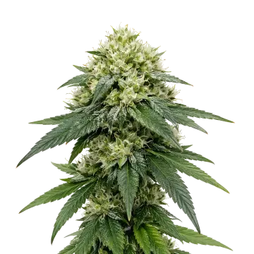 Gush Mints Auto cannabis plant