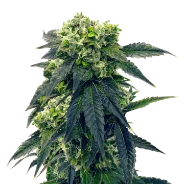 Gush Mints cannabis plant