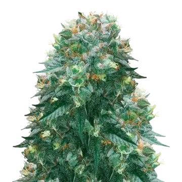 Harlequin