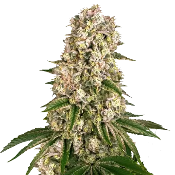 Hash Plant cannabis plant