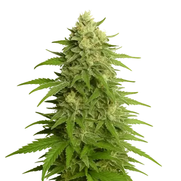 Haze Auto cannabis plant