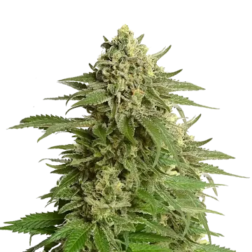 Haze #1 Regular