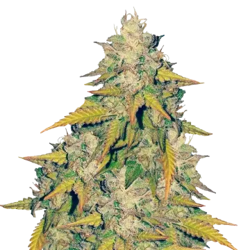 Headband cannabis plant