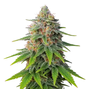 Hellfire OG Auto cannabis plant