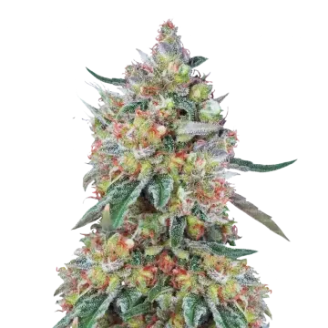 Hellfire OG cannabis plant