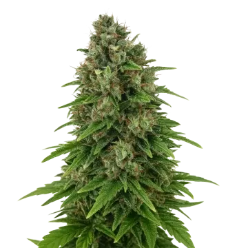 Hindu Kush Auto