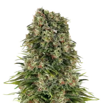 Hindu Kush