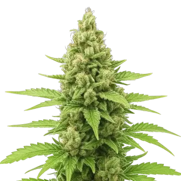 Humboldt Auto
