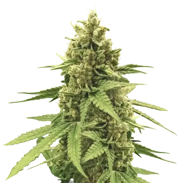 Humboldt cannabis plant