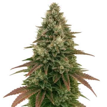 Ice Cream Cake Auto