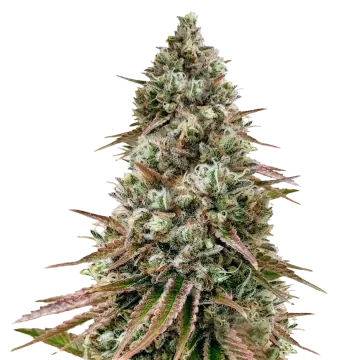 Ice Cream Cake cannabis plant