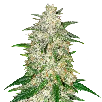 Italian Ice cannabis plant