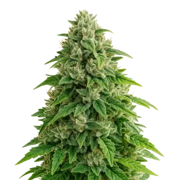 Jack Herer Auto