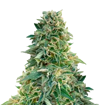 Jack Herer cannabis plant