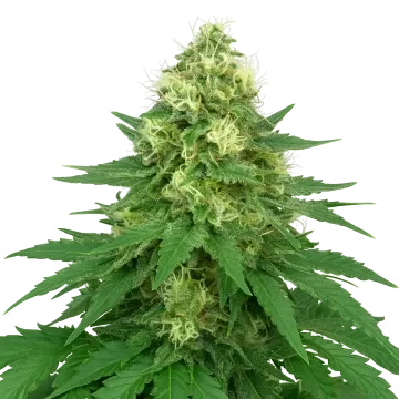 Jack Widow Auto cannabis plant