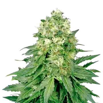 Jack Widow cannabis plant