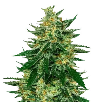 Jet Fuel cannabis plant