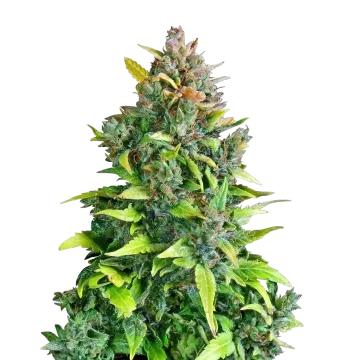 Kali Mist cannabis plant