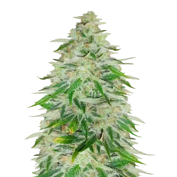 Khalifa Kush
