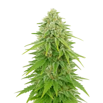 Khalifa Kush Auto cannabis plant