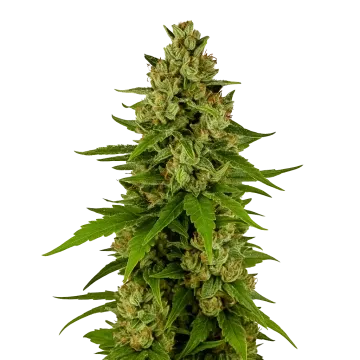 Kiwi Kush Auto cannabis plant