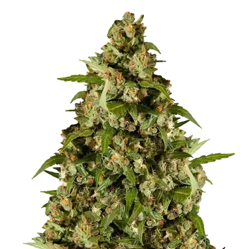 Kiwi Kush cannabis plant